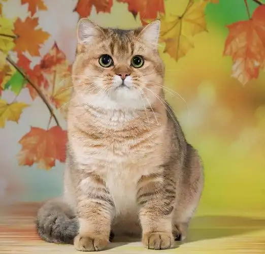 猫金渐层多少钱一只别再给宠物店坑了金渐层的市场价你知道多少