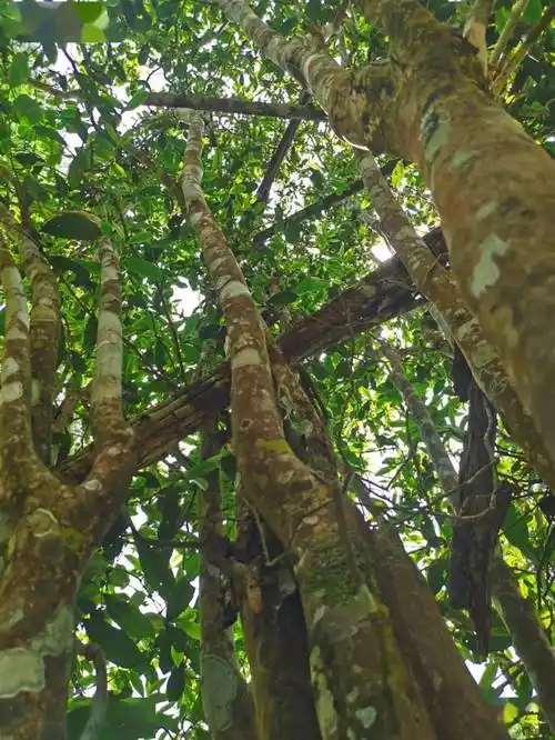 书剑说普洱什么是高杆古树茶