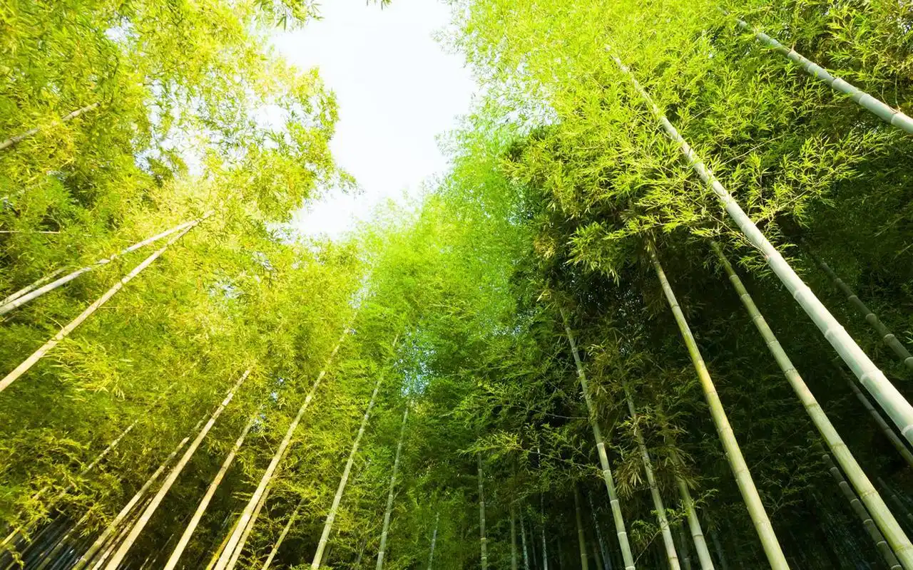 清新绿色大自然风景图片桌面壁纸第一辑高清大图预览1280x800_风景