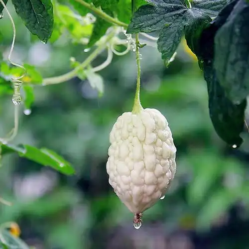 无公害 苹果苦瓜(5元/个)