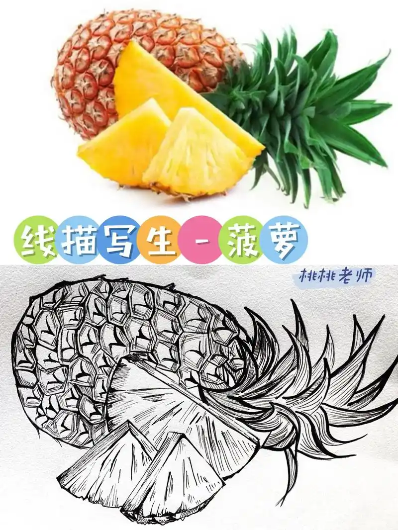 菠萝美术写生#少儿美术 #线描 #绘画教 - 抖音