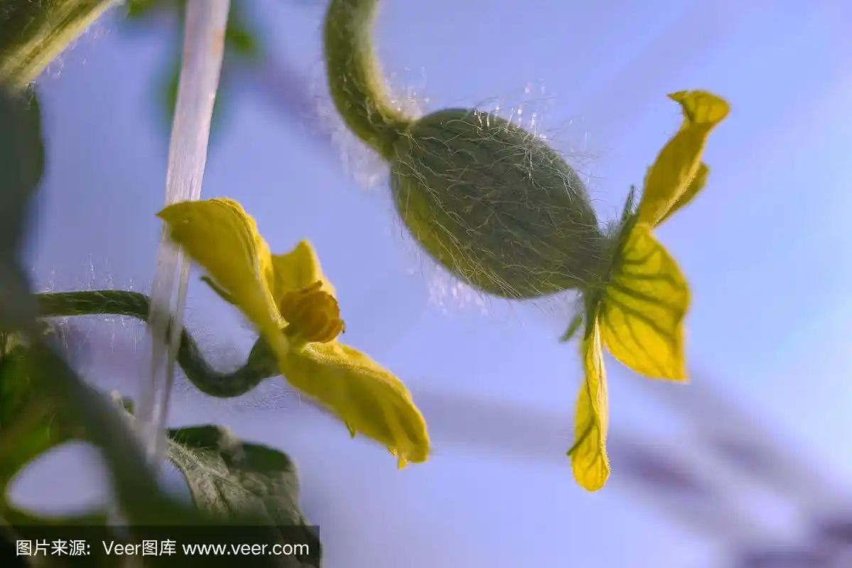 雄性和雌性的西瓜花在枝条上.西瓜在温室里开花