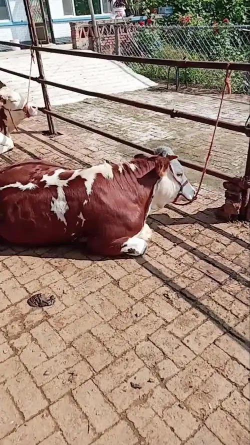 紫红花净脸母牛