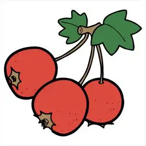 山楂卡通图片