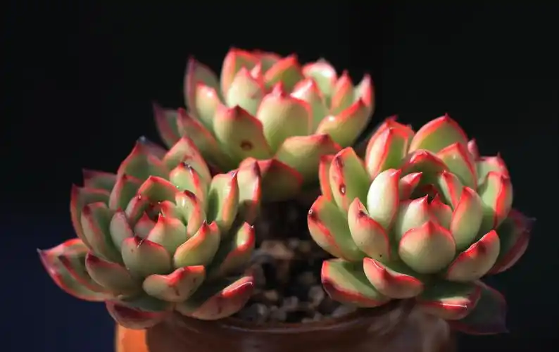 多肉的颜值和灵魂