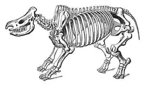 犀牛骨架是脊椎动物的内部结构,复古线条绘制或雕刻插图.照片