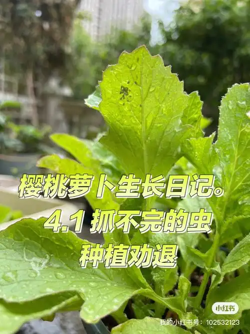 萝卜生长日记41抓不完的虫