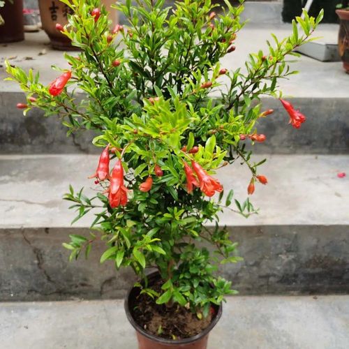 紫玉石榴树苗果树庭院地栽南北方种植特大四季盆栽当年结果