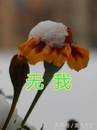 交易的最高境界是无我