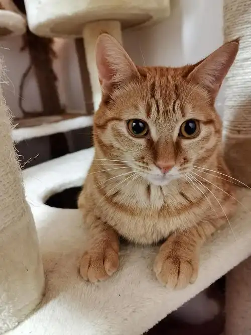 上海领养中华田园猫花色大全20多只猫随你挑捂脸