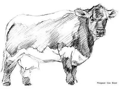 素描奶牛图片