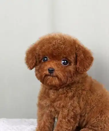 泰迪_性格_玩具