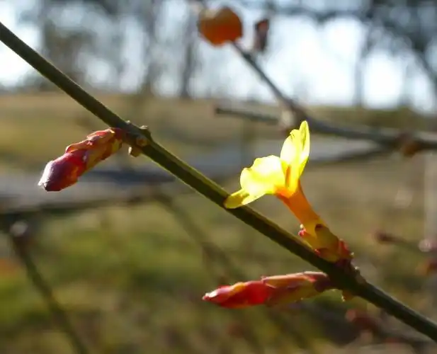 北京一月的迎春花