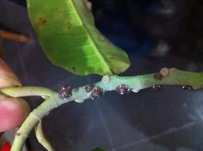 几十块农药也杀不死的蚧壳虫,这些东西能轻松清除