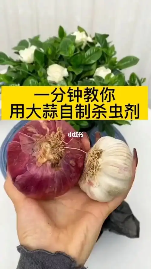 一分钟教你自制杀虫剂