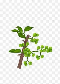 食材食物佐料八角花椒花椒调味料花椒香辛料卤料辣椒手绘调味料之花