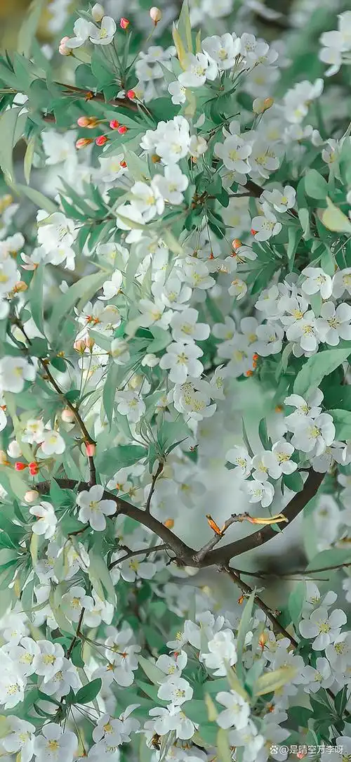 没有常青树,做自己自由的花 #壁纸