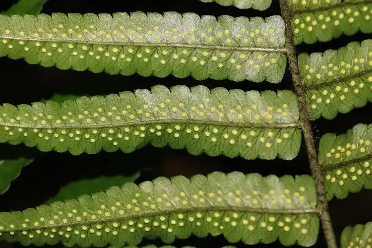 云野外——中国分布的鳞毛蕨属植物大观 (一)毛柄鳞毛蕨组-上