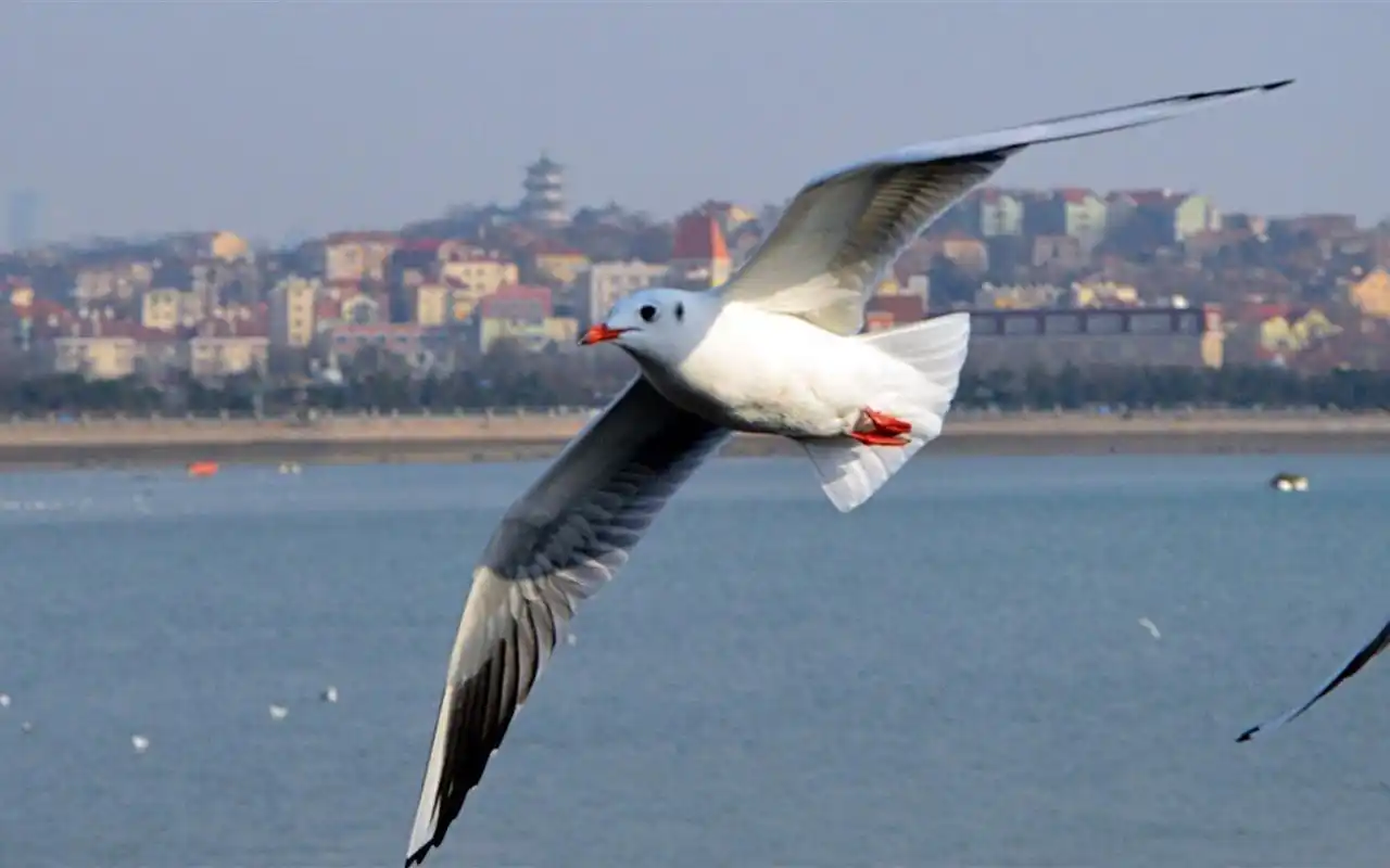 蓝天飞翔的海鸟桌面壁纸图片下载高清大图预览1920x1200_动物壁纸下载