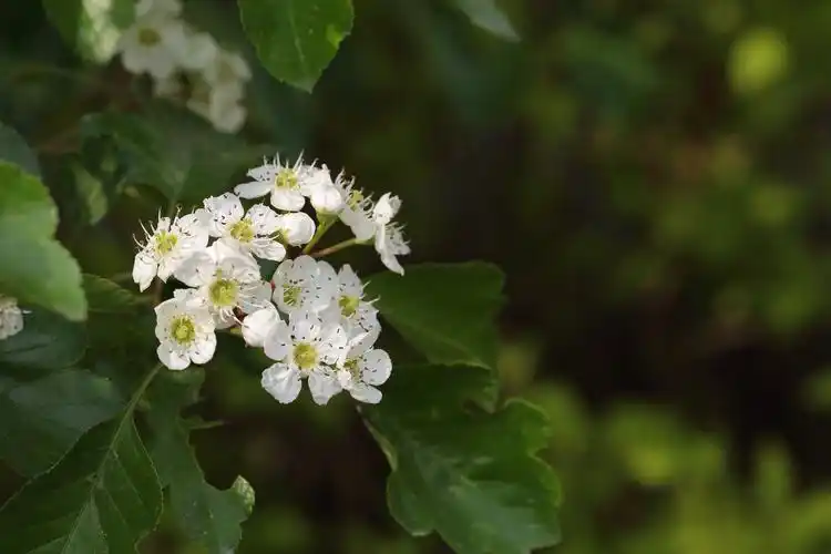 植物搜索-山楂树