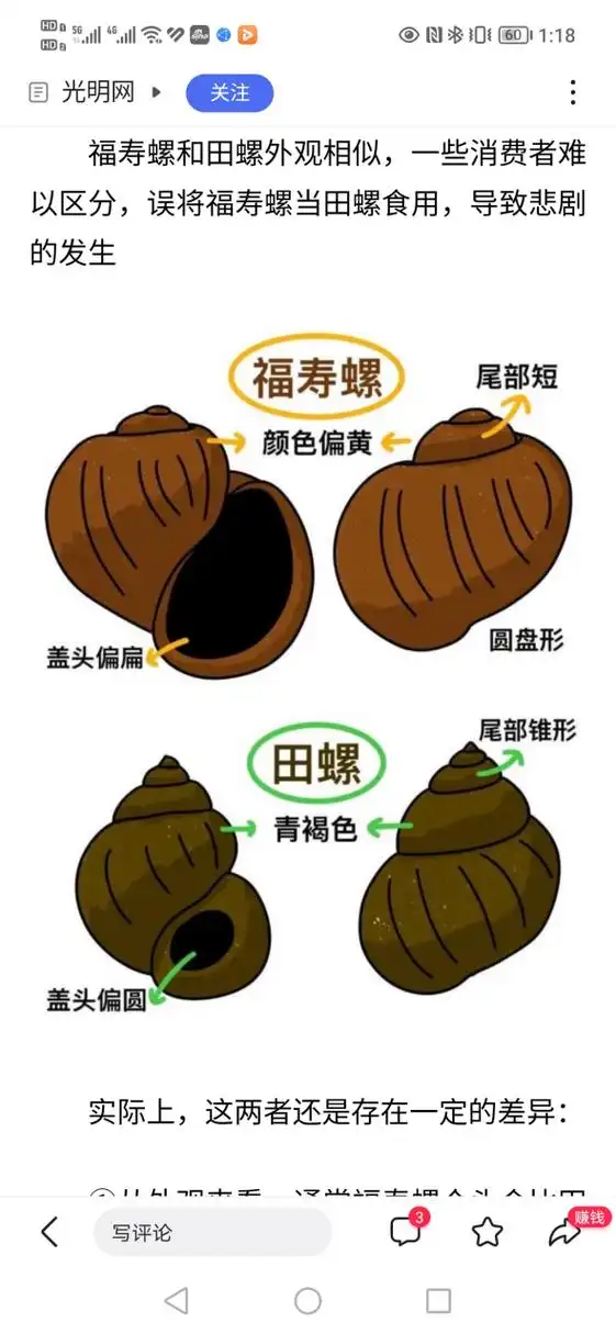 怎样分辨福寿螺和田螺# 在龟缸里放几只田螺,既能除藻,也能净化水是