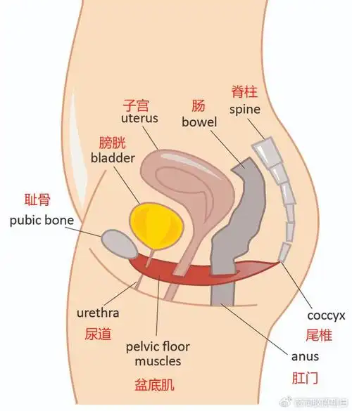 笑尿了不是玩笑薇润提醒漏尿可防可治