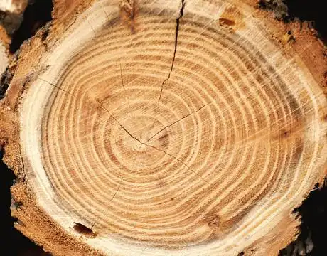 年轮图片