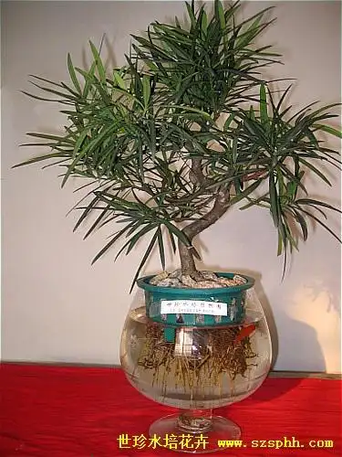 罗汉松(水培)   国家发明专利产品, 世珍水培花卉网 :www.szsphh.com