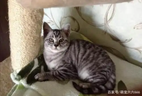 漂亮的鱼骨纹虎斑,可惜不是我的.