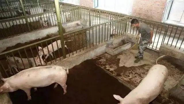 北方应该怎样建造猪舍-猪场建设
