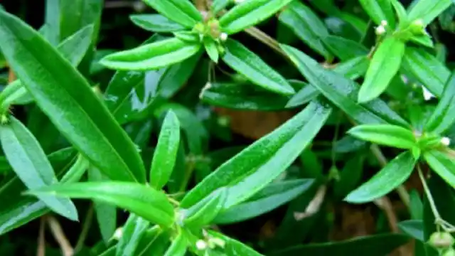 白花蛇舌草的功效和作用有哪些