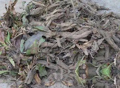 黑阳参_中药大全