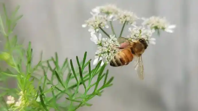 我是一只勤劳可爱的小蜜蜂张昭摄影