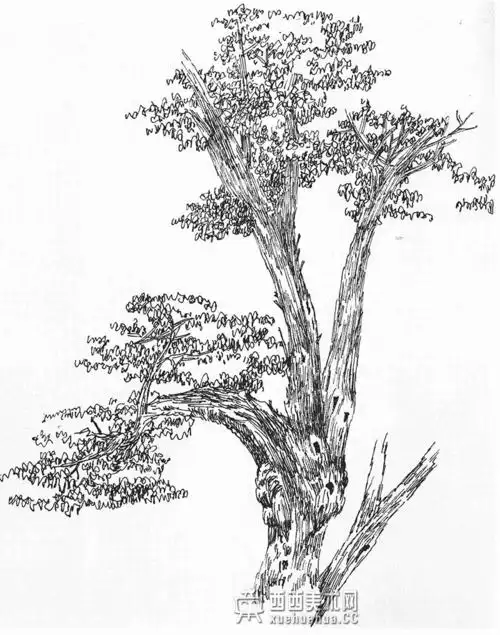 怎样画树?素描树的画法详解教程