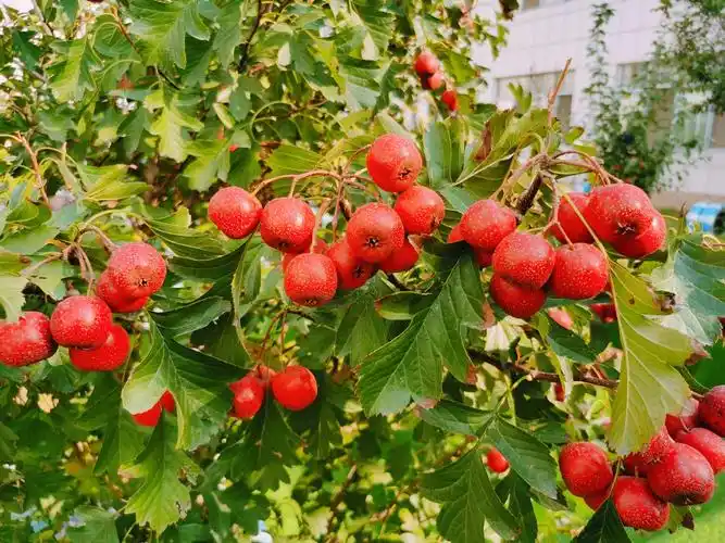 国昌实验幼儿园 牛津二班——山楂树下觅秋天