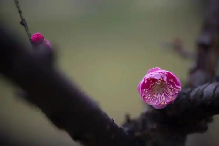 梅花摄影