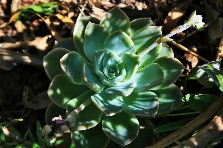 多肉石莲花图片