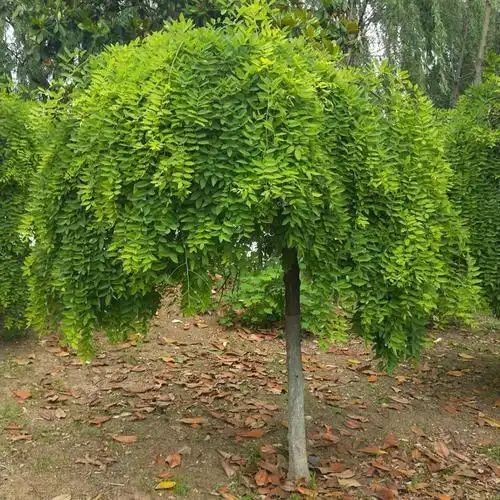 超全100种公园小区常见绿化植物