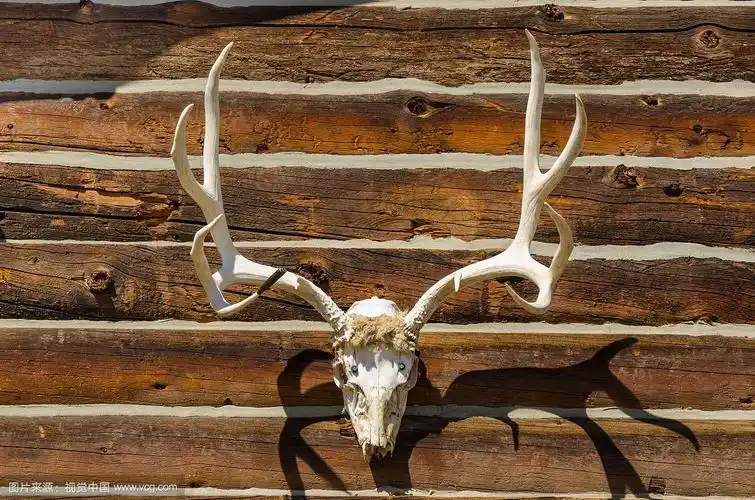 鹿角小屋上的麋鹿头骨