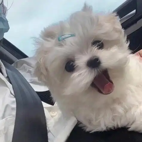 小动物头像图片可爱 超级无敌可爱的动物头像呆萌