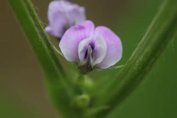 微距拍摄黄豆花
