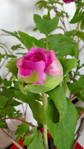 花骨朵儿含苞待放