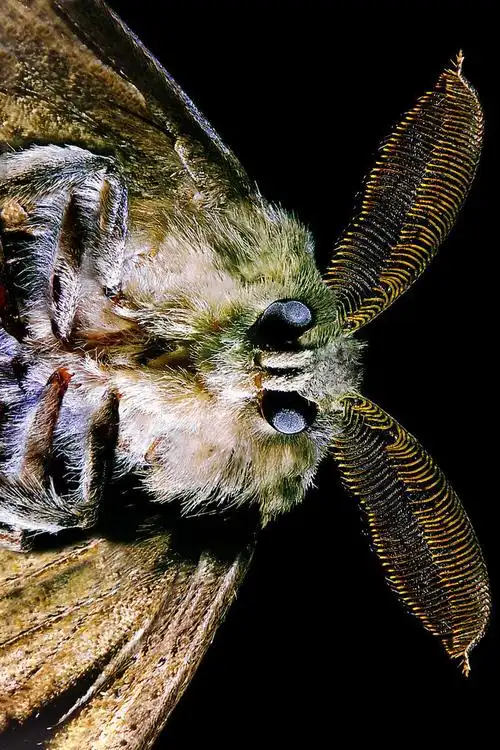 鳞翅目毒蛾科毒蛾