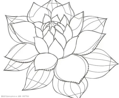 中国元素荷花图片