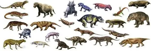 似哺乳类爬行动物图册