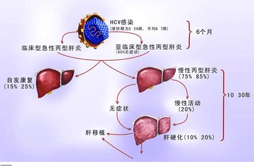 我国的流行病学调查数据,在自然人群中丙肝病毒(hcv)抗体的阳性率为3