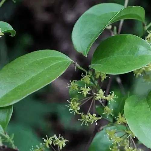 土茯苓批发牛大力黑老虎土茯苓苗基地直销中药材
