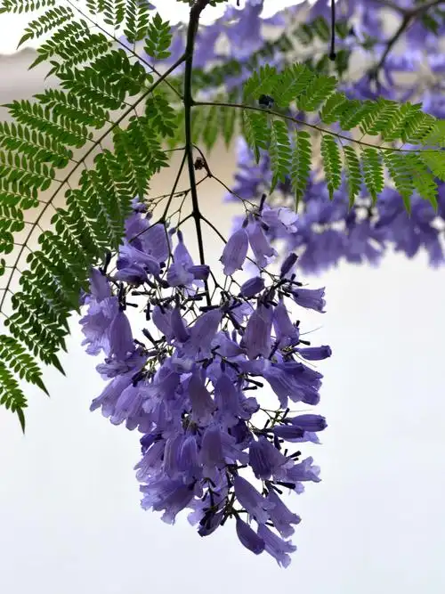 开远泸江公园里《蓝花楹》盛开 掠影 2019.4.5.