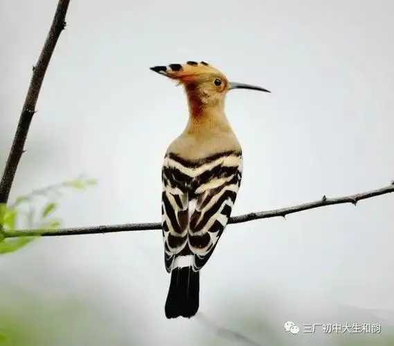 戴胜鸟波浪式叫声初三理化实验考查会议5月17日,三厂初中召开2019年