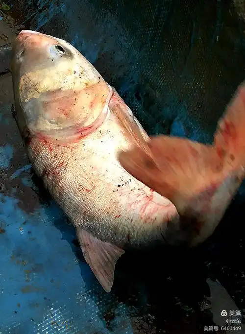 哈哈,在船仓里活蹦乱跳的大雄鱼,飞溅我一身腥,但开心